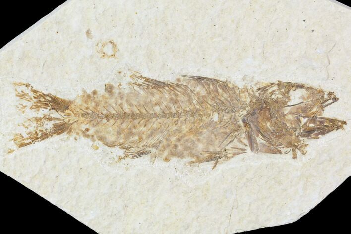 Fossil Fish (Mioplosus) - Uncommon Species #104600
